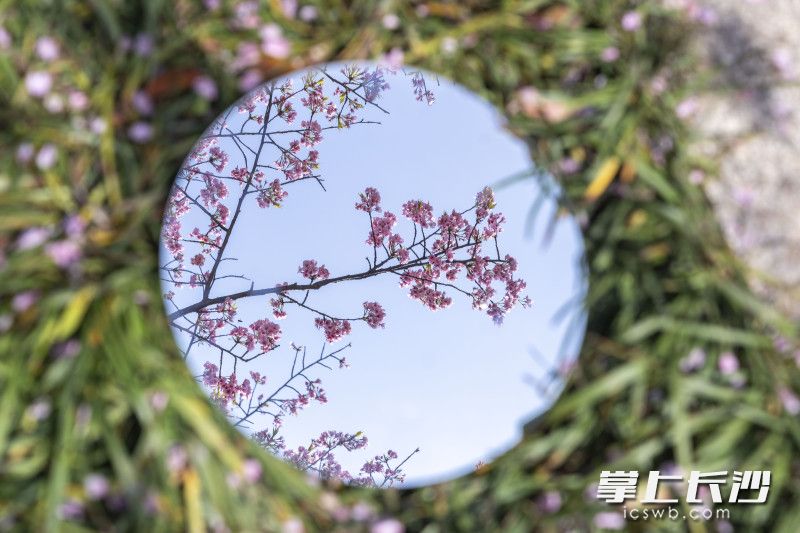 曉園公園櫻花,。長沙晚報(bào)全媒體記者 周數(shù)邑 實(shí)習(xí)生 歐陽瀟瀟 攝影報(bào)道