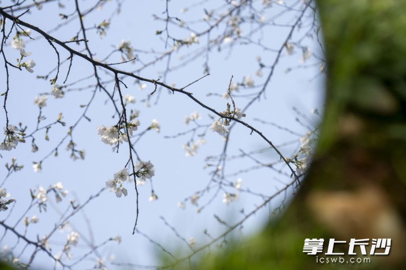 曉園公園櫻花。長沙晚報(bào)全媒體記者 周數(shù)邑 實(shí)習(xí)生 歐陽瀟瀟 攝影報(bào)道