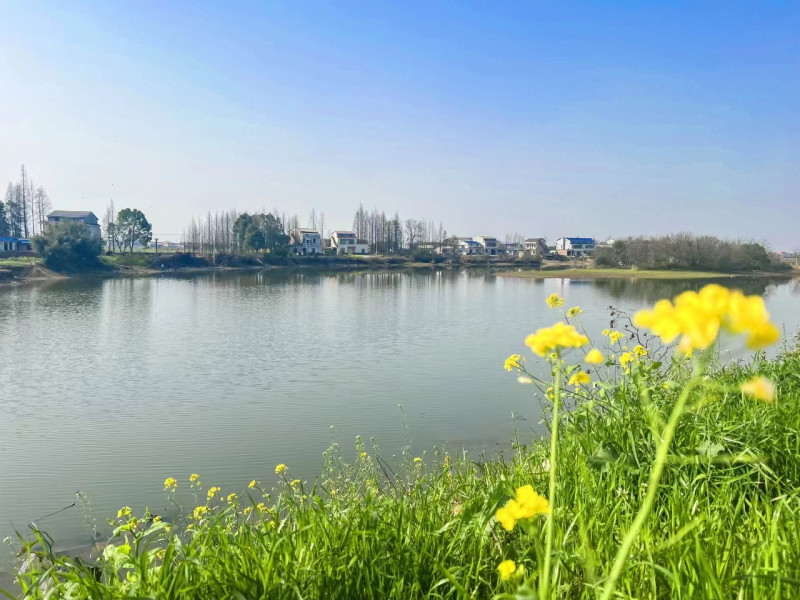 藍天白云下，湘濱鎮(zhèn)油菜正好花開,，自然氣息撲面而來,。梁煥鑫 攝