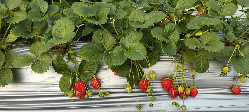 庭怡草莓園誘人的成熟草莓。