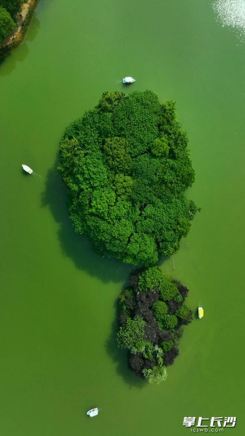 5月5日是立夏，萬物生機勃勃,。近日,，記者走進湘江風(fēng)光帶、月湖公園,、五一廣場,，帶你一起感受長沙這座城市的綠色生命力。  長沙晚報全媒體記者 劉曉敏 羅亞坤 林暘 攝