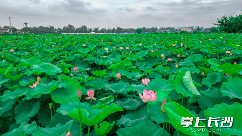 6月12日,，雨后短暫天晴,，蘇家托荷花初盛開，伴隨雨露在風(fēng)中搖曳,。   均為長沙晚報全媒體記者易億攝