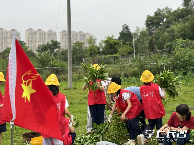 采摘小隊在校外輔導員周爺爺?shù)膸ьI(lǐng)下學習蔬菜采摘,、除葉,、捆扎、打包,。