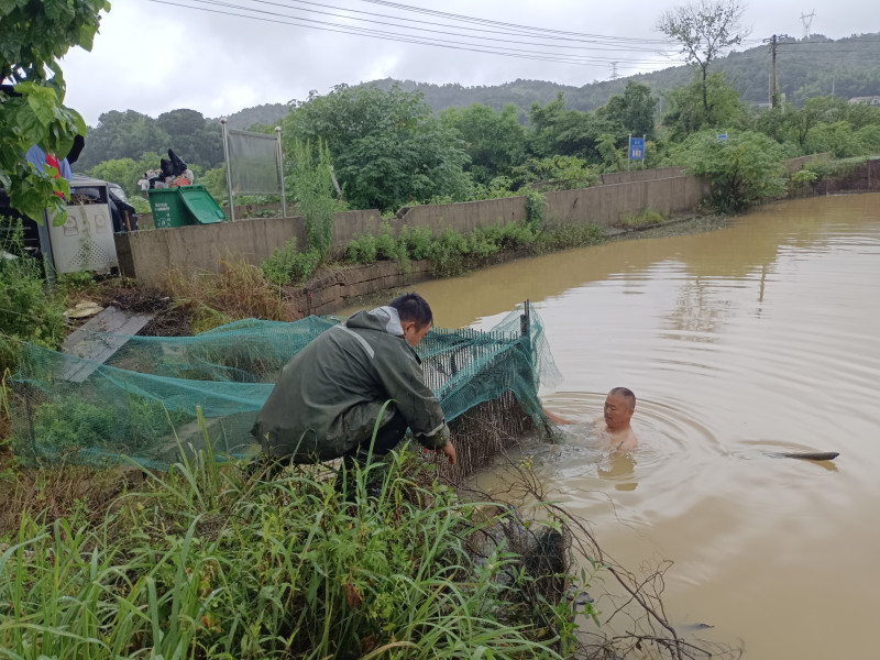 大壩乙組鄰長(zhǎng)李建明跳入水壩清理水草,。