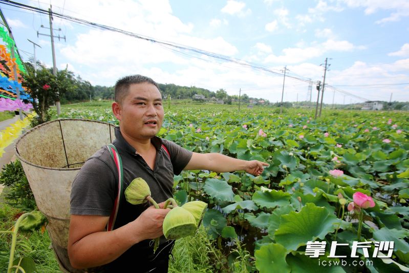 謝兵的夢想是種出“十里荷廊”。