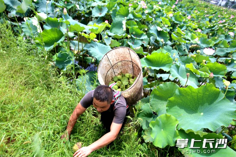 種荷雖然辛苦，但謝兵心中有夢不覺苦,。