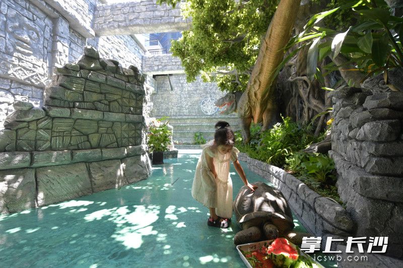 瑪雅之城入口處,，一只巨大的亞達(dá)伯拉象龜在悠閑地啃食西瓜,，小游客在與其親密互動(dòng)。均為長(zhǎng)沙晚報(bào)全媒體記者 王志偉 實(shí)習(xí)生 周睿霖 攝影報(bào)道