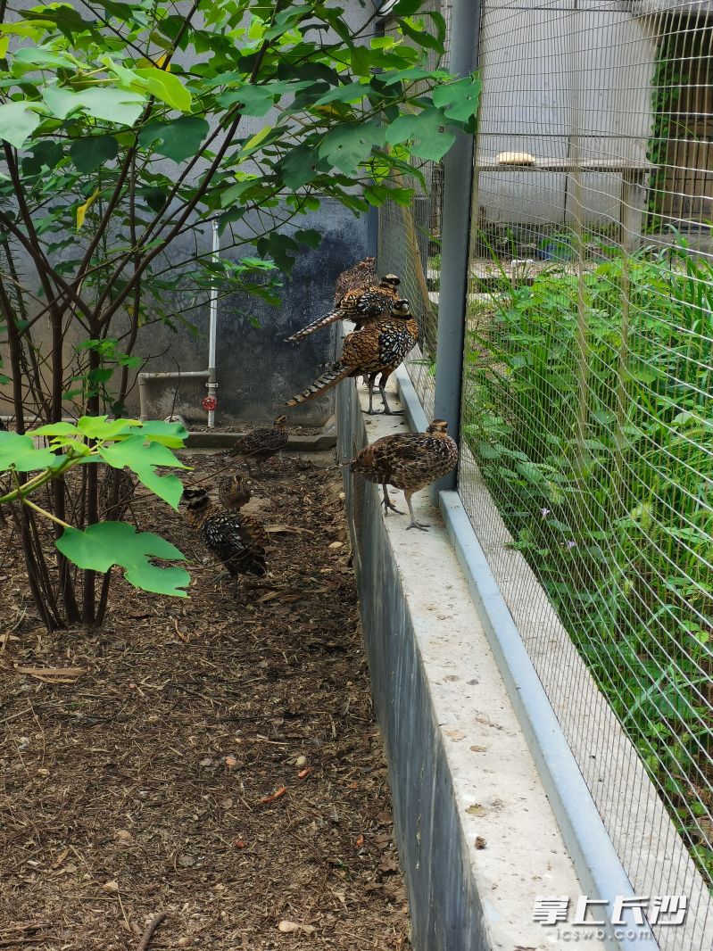 長沙生態(tài)動物園野化訓(xùn)練場內(nèi)的白冠長尾雉看上去很悠閑。 長沙晚報全媒體記者 劉軍 攝