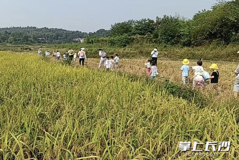 蓮花山村筑園共享農(nóng)場，前來度假的客人玩得不亦樂乎,。 均為長沙晚報(bào)全媒體記者賀文兵攝