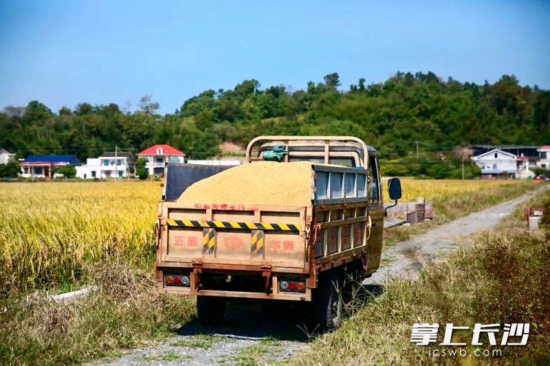 運(yùn)糧車穿梭在農(nóng)田間,。