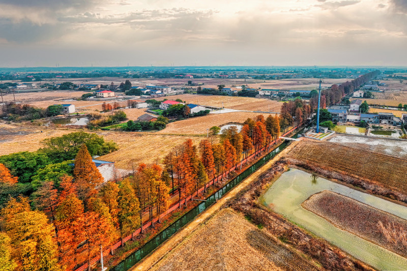 雙江口鎮(zhèn)山園村水杉路風(fēng)景絕美,。資料圖片