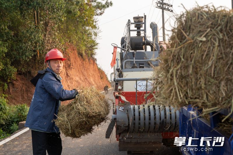 黃紅波正在田間清點(diǎn)秸稈準(zhǔn)備打包回倉(cāng)庫(kù)。