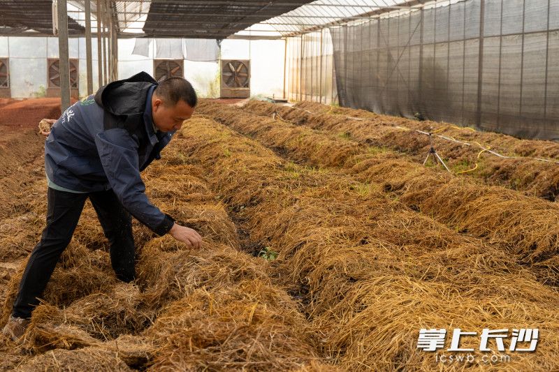 在兩畝的大棚內(nèi)一排排的秸稈菌種正在萌芽生長(zhǎng),。