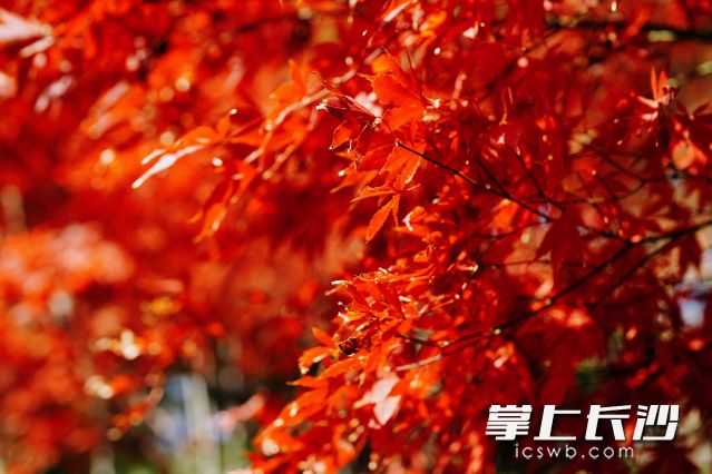 2023年11月底，楓葉醉紅秋色里。