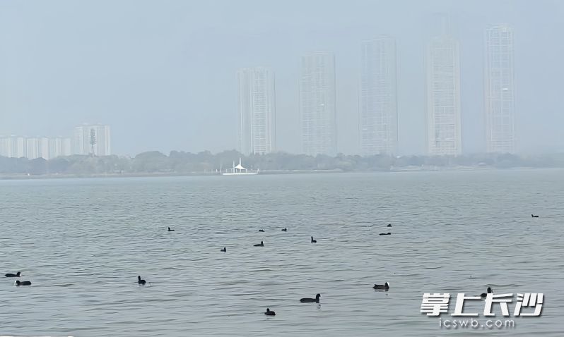 在波光粼粼的松雅湖湖面上,，白骨頂雞等候鳥正在嬉戲。均為 長沙晚報(bào)全媒體記者 吳鑫礬 劉洋 通訊員 王俊 攝