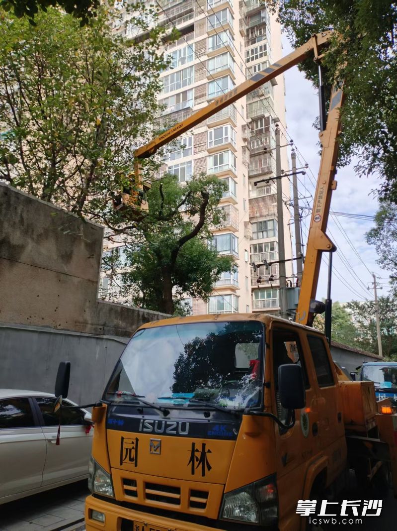 芙蓉區(qū)幾名園林維護(hù)人員在一輛吊車(chē)的幫助下,，正在幫助一棵大樹(shù)“理發(fā)”。長(zhǎng)沙晚報(bào)全媒體記者 顏家文 通訊員 丁一鳳 攝