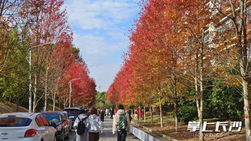 楓葉紅了,，醉了市民與游客。