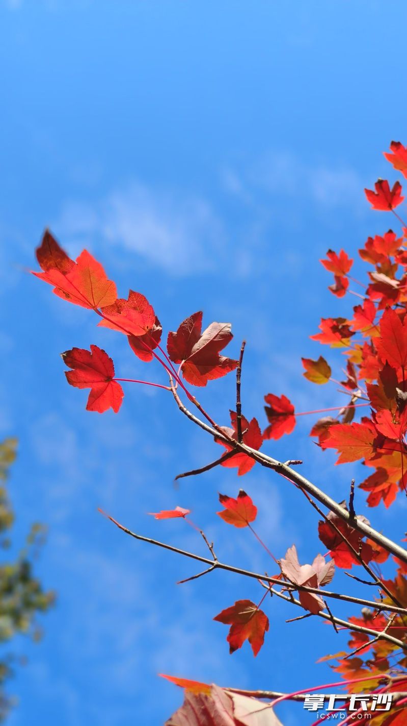 湖南農(nóng)大的楓葉紅了，快來(lái)打卡吧,！ 均為長(zhǎng)沙晚報(bào)全媒體記者 周小華 攝