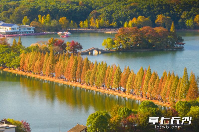 水杉林和拱橋、秋島相映成趣,。