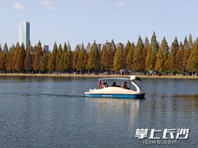 植物葉片變色,，取決于多種因素,，其中氣溫至關(guān)重要。長沙晚報(bào)全媒體記者 劉曉敏 攝