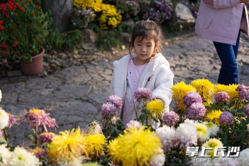 岳麓山第二十屆菊花匯報(bào)展上,，一位小朋友在欣賞菊花。