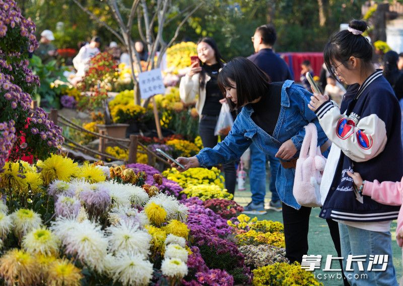 絢麗的花朵吸引了眾多市民游客拍照,。