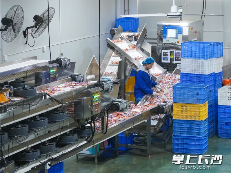 慶湘食品公司引入先進設(shè)備，擴大生產(chǎn)規(guī)模,，加強標準化建設(shè),，發(fā)展成為寧鄉(xiāng)市規(guī)上農(nóng)業(yè)龍頭企業(yè)。均為長沙晚報全媒體記者 鄒麟 攝