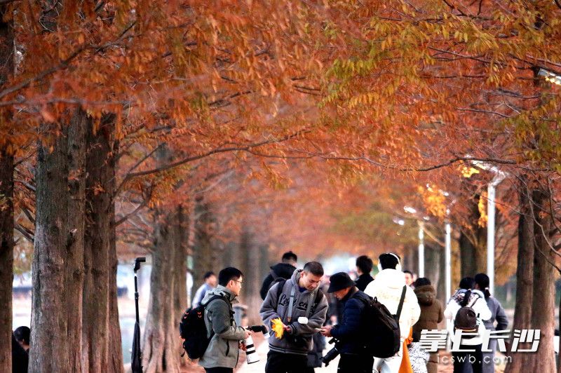 傍晚打卡烈士公園水杉街,，感受冬之美,。  均為長沙晚報(bào)全媒體記者賀文兵攝