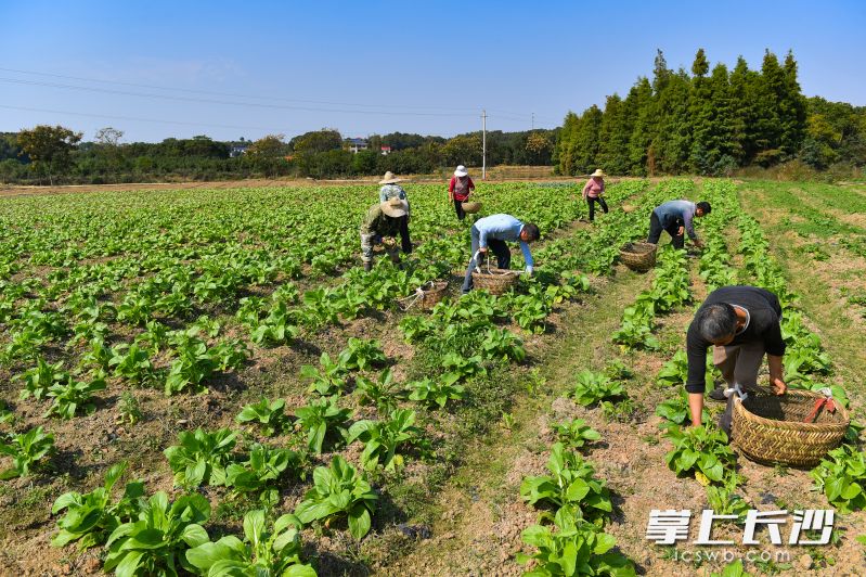 蓮花山村蔬菜基地沒有農(nóng)業(yè)大棚催熟,、反季，而是讓蔬菜充分享受陽光雨露的滋潤,，為消費者提供高端生態(tài)時令菜,。 長沙晚報全媒體記者 張禹 攝