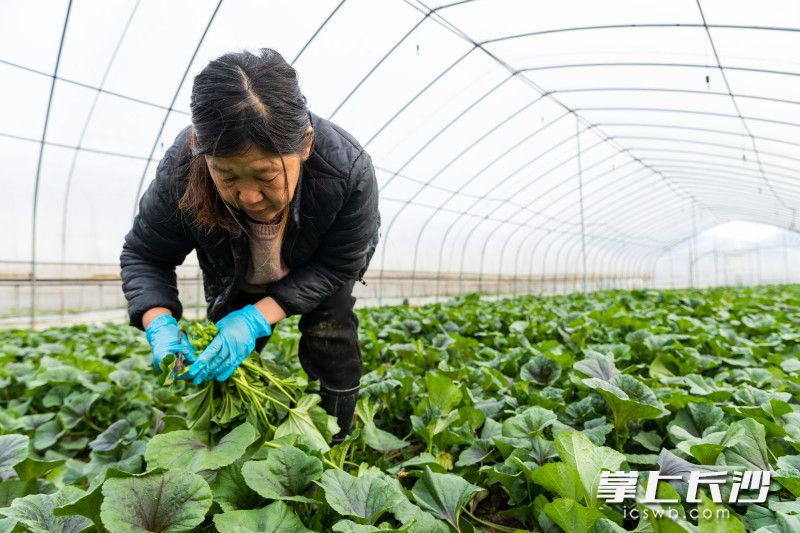 藍(lán)中鮮農(nóng)業(yè)科技公司工作人員采摘新鮮蔬菜,。 長(zhǎng)沙晚報(bào)全媒體記者 董陽(yáng) 攝