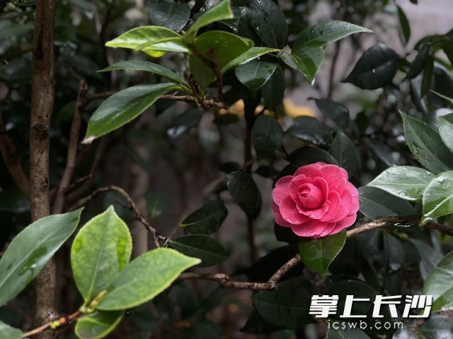 被細(xì)雨撫摸過(guò)的花朵顯得更加?jì)善G,。