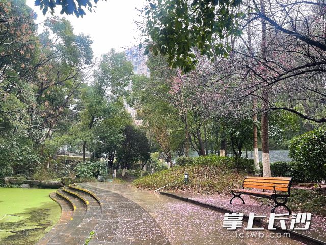 雨絲織就的簾幕里,，花瓣落一地。 均為長(zhǎng)沙晚報(bào)全媒體記者舒元臻攝