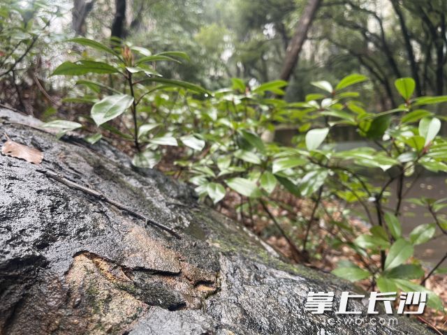 雖然被“雨雨雨”的天氣包圍，但此時(shí)節(jié)卻有獨(dú)特的生命力,。