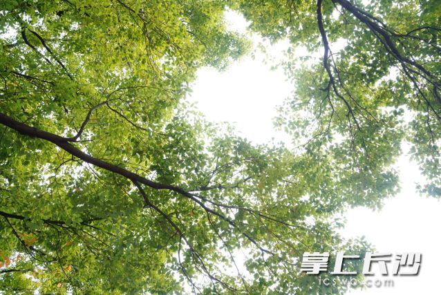 日最高氣溫驟然達(dá)到了30℃左右,，仿佛來到了“初夏”。