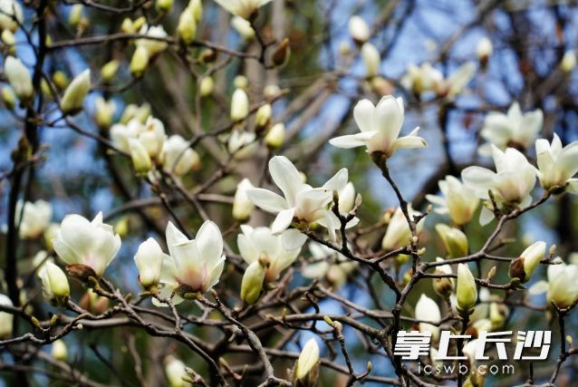 雨前初見花間蕊。今日夜里天氣即將來個(gè)“大轉(zhuǎn)折”,。 均為長沙晚報(bào)全媒體記者 舒元臻攝