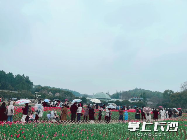 蒙蒙細(xì)雨阻擋不了市民朋友來(lái)省植物園賞花踏青的熱情,。長(zhǎng)沙晚報(bào)全媒體記者 舒元臻攝