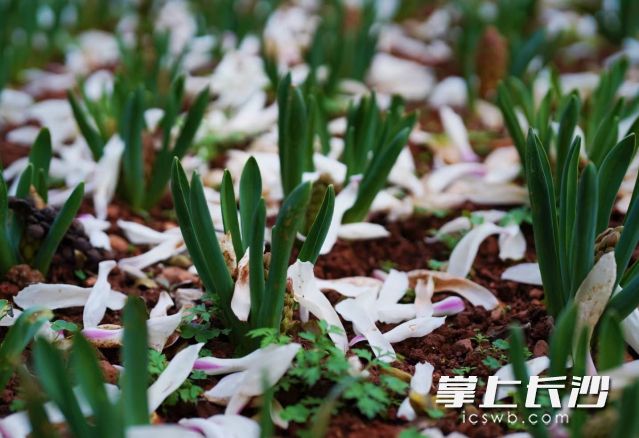 3月到5月全省總體天氣氣候條件較好,，適合賞花出行。