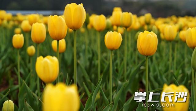隨著天氣逐漸轉(zhuǎn)暖，大家又有了走出家門賞景賞花的念頭,。 均為長(zhǎng)沙晚報(bào)全媒體記者舒元臻攝