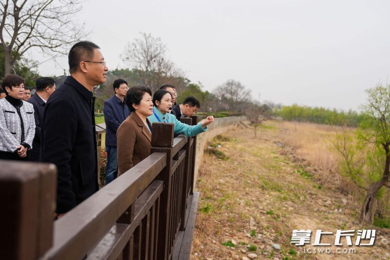 君山島考察現(xiàn)場,。 均為長沙晚報(bào)全媒體記者郭雨滴攝