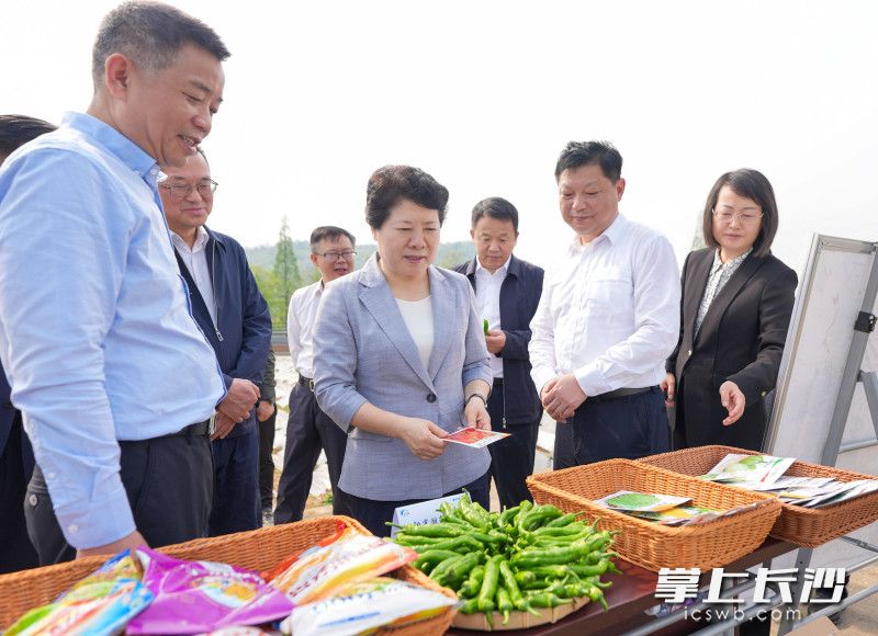 4月9日,，省委常委、市委書記吳桂英在長沙縣調(diào)研經(jīng)濟社會發(fā)展情況,，來到春華鎮(zhèn)湖南湘研種業(yè)蔬菜種子基地,。