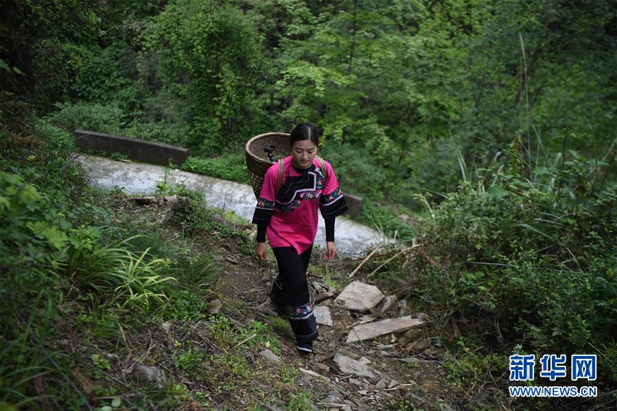 施林嬌行走在十八洞村的山路上準備直播砍柴（4月23日攝）。