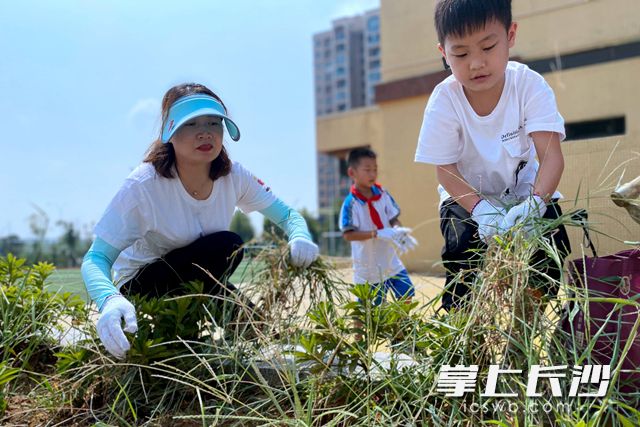 明華小學(xué)將“勞動”的主題融入開學(xué)第一課，全校師生帶上白手套進(jìn)行美化校園的勞動,，除草,、掃地、托運垃圾等,。通訊員 供圖