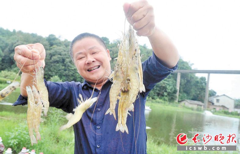 個個蝦線分明、膘肥體壯,，蝦農(nóng)楊光炫的基地傳來豐收喜訊,。長沙晚報全媒體記者 賀文兵 拍攝