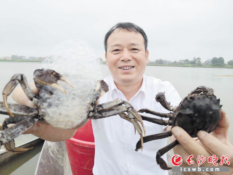 長沙市創(chuàng)先現(xiàn)代農(nóng)業(yè)發(fā)展有限公司董事長劉戩，從水里起出兩只大閘蟹“打樣”,。長沙晚報全媒體記者 賀文兵攝