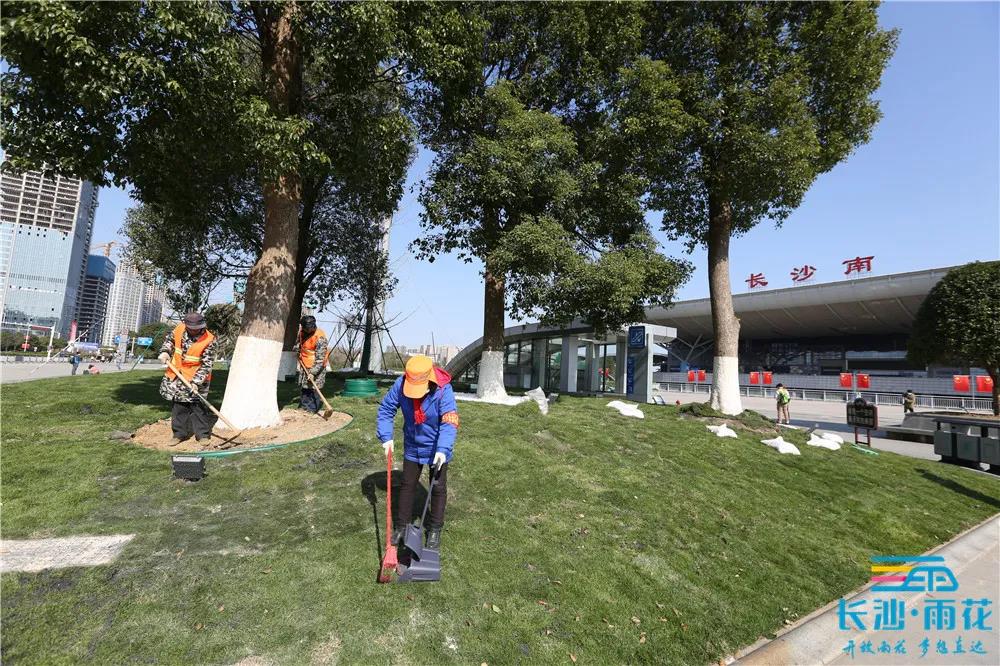 新變化之二：紅旗路互通綠化綠量增多,，整體上不斷線