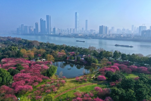 橘子洲梅園內(nèi)梅花盛開(kāi),。均為通訊員 王萍 攝