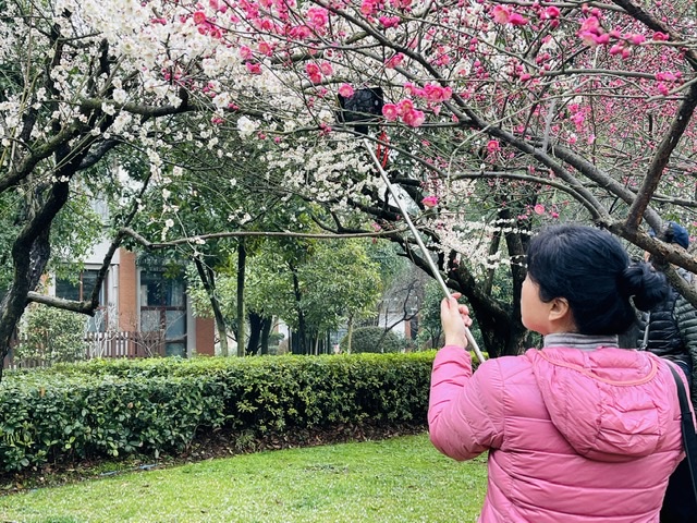 游客在與梅花合影,。