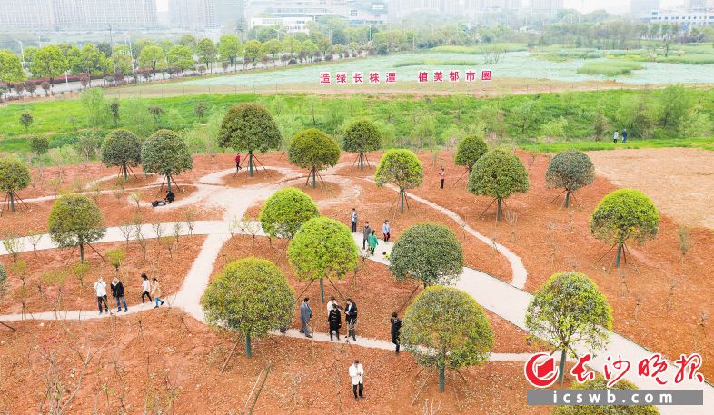 長株潭三市融城核心區(qū)天心區(qū)融城公園,，眾多市民在此游玩拍照,。3月12日，長株潭三市市委書記共同在此栽下了“同心樹”,。長沙晚報全媒體記者 鄒麟 攝