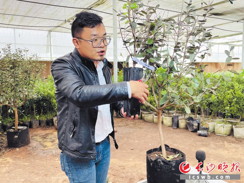 宋希在育苗棚內(nèi)開直播，分享果苗種植技巧,。長沙晚報全媒體記者 李靜 攝