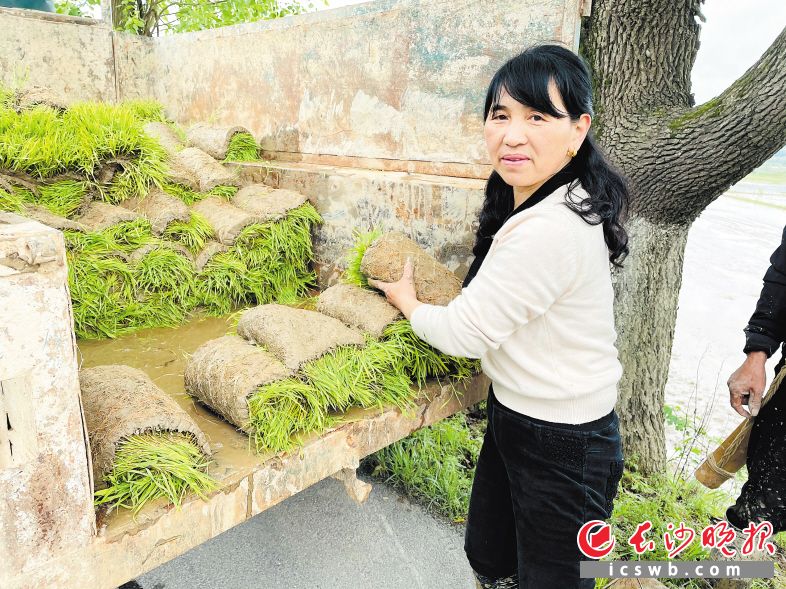 楊蓉正在田邊整理秧苗,。長沙晚報全媒體記者 李靜 攝